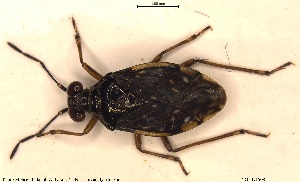  ( - NOHET508)  @11 [ ] Creative Commons  Attribution Non-Commercial Share-Alike (2025) NTNU University Museum, Department of Natural History NTNU University Museum, Department of Natural History