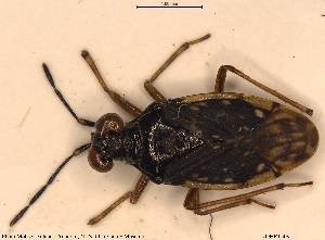  ( - NOHET509)  @11 [ ] Creative Commons  Attribution Non-Commercial Share-Alike (2025) NTNU University Museum, Department of Natural History NTNU University Museum, Department of Natural History