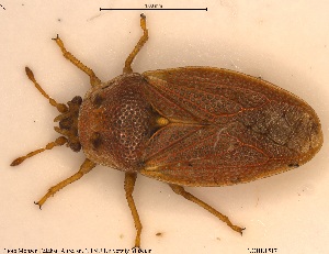 (Parapiesma unicolor - NOHET517)  @11 [ ] Creative Commons  Attribution Non-Commercial Share-Alike (2025) NTNU University Museum, Department of Natural History NTNU University Museum, Department of Natural History