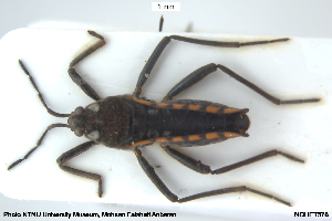  ( - NOHET578)  @11 [ ] Creative Commons  Attribution Non-Commercial Share-Alike (2048) NTNU University Museum, Department of Natural History NTNU University Museum, Department of Natural History