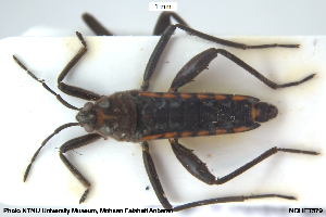  ( - NOHET579)  @11 [ ] Creative Commons  Attribution Non-Commercial Share-Alike (2049) NTNU University Museum, Department of Natural History NTNU University Museum, Department of Natural History