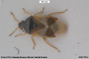  ( - NOHET610)  @11 [ ] Creative Commons  Attribution Non-Commercial Share-Alike (2080) NTNU University Museum, Department of Natural History NTNU University Museum, Department of Natural History