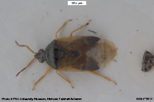  ( - NOHET612)  @11 [ ] Creative Commons  Attribution Non-Commercial Share-Alike (2082) NTNU University Museum, Department of Natural History NTNU University Museum, Department of Natural History