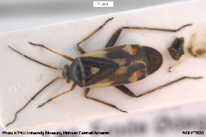  ( - NOHET630)  @11 [ ] Creative Commons  Attribution Non-Commercial Share-Alike (2100) NTNU University Museum, Department of Natural History NTNU University Museum, Department of Natural History