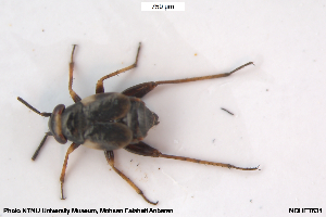  ( - NOHET631)  @11 [ ] Creative Commons  Attribution Non-Commercial Share-Alike (2101) NTNU University Museum, Department of Natural History NTNU University Museum, Department of Natural History