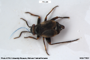  ( - NOHET632)  @11 [ ] Creative Commons  Attribution Non-Commercial Share-Alike (2102) NTNU University Museum, Department of Natural History NTNU University Museum, Department of Natural History