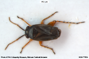  ( - NOHET634)  @11 [ ] Creative Commons  Attribution Non-Commercial Share-Alike (2104) NTNU University Museum, Department of Natural History NTNU University Museum, Department of Natural History