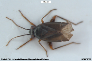  ( - NOHET635)  @11 [ ] Creative Commons  Attribution Non-Commercial Share-Alike (2105) NTNU University Museum, Department of Natural History NTNU University Museum, Department of Natural History