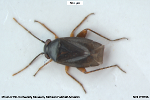  ( - NOHET636)  @11 [ ] Creative Commons  Attribution Non-Commercial Share-Alike (2106) NTNU University Museum, Department of Natural History NTNU University Museum, Department of Natural History