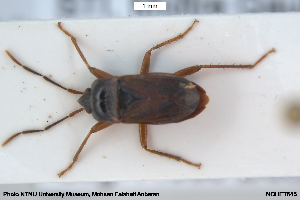  ( - NOHET645)  @11 [ ] Creative Commons  Attribution Non-Commercial Share-Alike (2115) NTNU University Museum, Department of Natural History NTNU University Museum, Department of Natural History