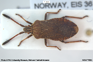  ( - NOHET650)  @11 [ ] Creative Commons  Attribution Non-Commercial Share-Alike (2025) NTNU University Museum, Department of Natural History NTNU University Museum, Department of Natural History