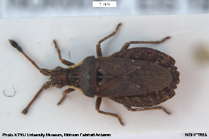  ( - NOHET653)  @11 [ ] Creative Commons  Attribution Non-Commercial Share-Alike (2028) NTNU University Museum, Department of Natural History NTNU University Museum, Department of Natural History