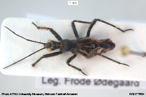  ( - NOHET654)  @11 [ ] Creative Commons  Attribution Non-Commercial Share-Alike (2029) NTNU University Museum, Department of Natural History NTNU University Museum, Department of Natural History