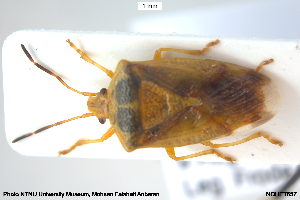  ( - NOHET657)  @11 [ ] Creative Commons  Attribution Non-Commercial Share-Alike (2032) NTNU University Museum, Department of Natural History NTNU University Museum, Department of Natural History