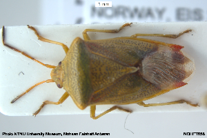  ( - NOHET658)  @11 [ ] Creative Commons  Attribution Non-Commercial Share-Alike (2033) NTNU University Museum, Department of Natural History NTNU University Museum, Department of Natural History