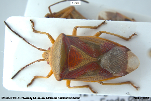  ( - NOHET661)  @11 [ ] Creative Commons  Attribution Non-Commercial Share-Alike (2036) NTNU University Museum, Department of Natural History NTNU University Museum, Department of Natural History