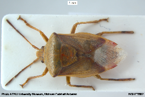  ( - NOHET662)  @11 [ ] Creative Commons  Attribution Non-Commercial Share-Alike (2037) NTNU University Museum, Department of Natural History NTNU University Museum, Department of Natural History