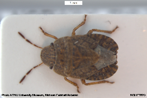  ( - NOHET670)  @11 [ ] Creative Commons  Attribution Non-Commercial Share-Alike (2045) NTNU University Museum, Department of Natural History NTNU University Museum, Department of Natural History