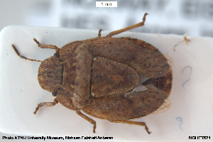  ( - NOHET671)  @11 [ ] Creative Commons  Attribution Non-Commercial Share-Alike (2046) NTNU University Museum, Department of Natural History NTNU University Museum, Department of Natural History