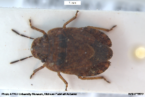  ( - NOHET672)  @11 [ ] Creative Commons  Attribution Non-Commercial Share-Alike (2047) NTNU University Museum, Department of Natural History NTNU University Museum, Department of Natural History