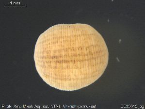  ( - CE33013)  @11 [ ] Creative Commons  Attribution Non-Commercial Share-Alike (2019) NTNU University Museum, Department of Natural History NTNU University Museum, Department of Natural History