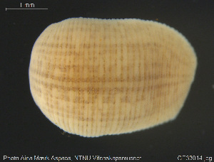  ( - CE33014)  @11 [ ] Creative Commons  Attribution Non-Commercial Share-Alike (2019) NTNU University Museum, Department of Natural History NTNU University Museum, Department of Natural History