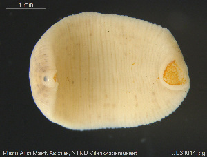  ( - CE33014)  @11 [ ] Creative Commons  Attribution Non-Commercial Share-Alike (2019) NTNU University Museum, Department of Natural History NTNU University Museum, Department of Natural History
