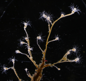  ( - NH0006)  @11 [ ] CreativeCommons - Attribution Non-Commercial Share-Alike (2019) Luis Martell University Museum of Bergen, Natural History Collections