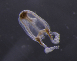  (Mitrocomella polydiademata - NH0035)  @11 [ ] CreativeCommons - Attribution Non-Commercial Share-Alike (2019) Luis Martell University Museum of Bergen, Natural History Collections