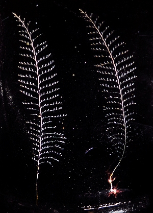  ( - NH0050)  @11 [ ] CreativeCommons - Attribution Non-Commercial Share-Alike (2019) Luis Martell University Museum of Bergen, Natural History Collections