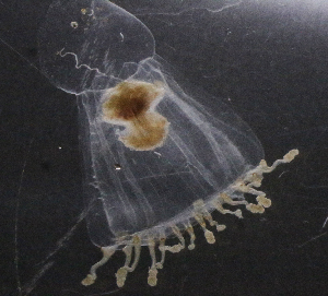  ( - NH0078)  @11 [ ] CreativeCommons - Attribution Non-Commercial Share-Alike (2019) Luis Martell University Museum of Bergen, Natural History Collections