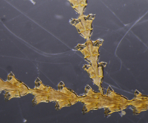  ( - NH0083)  @11 [ ] CreativeCommons - Attribution Non-Commercial Share-Alike (2019) Luis Martell University Museum of Bergen, Natural History Collections