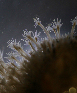  (Hydractinia echinata - NH0094)  @11 [ ] CreativeCommons - Attribution Non-Commercial Share-Alike (2019) Luis Martell University Museum of Bergen, Natural History Collections