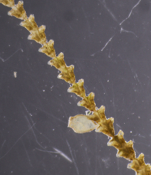  ( - NH0101)  @11 [ ] CreativeCommons - Attribution Non-Commercial Share-Alike (2019) Luis Martell University Museum of Bergen, Natural History Collections