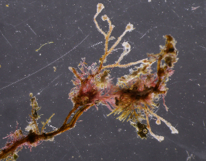  ( - NH0110)  @11 [ ] CreativeCommons - Attribution Non-Commercial Share-Alike (2019) Luis Martell University Museum of Bergen, Natural History Collections