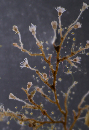  ( - NH0115)  @11 [ ] CreativeCommons - Attribution Non-Commercial Share-Alike (2019) Luis Martell University Museum of Bergen, Natural History Collections