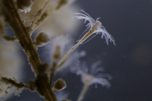  ( - NH0123)  @11 [ ] CreativeCommons - Attribution Non-Commercial Share-Alike (2019) Luis Martell University Museum of Bergen, Natural History Collections