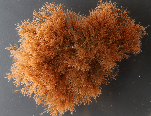  ( - NH0148)  @11 [ ] CreativeCommons - Attribution Non-Commercial Share-Alike (2019) Luis Martell University Museum of Bergen, Natural History Collections