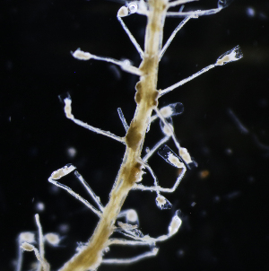  ( - NH0220)  @11 [ ] CreativeCommons - Attribution Non-Commercial Share-Alike (2019) Luis Martell University Museum of Bergen, Natural History Collections