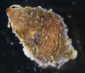  ( - NH0232)  @11 [ ] CreativeCommons - Attribution Non-Commercial Share-Alike (2019) Luis Martell University Museum of Bergen, Natural History Collections