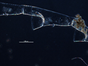  ( - NH0358)  @11 [ ] by-nc-sa (2019) Luis Martell University Museum of Bergen, Natural History Collections