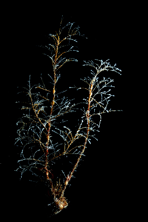  ( - NH1183)  @11 [ ] by-nc-sa (2022) Luis Martell University Museum of Bergen, Natural History Collections