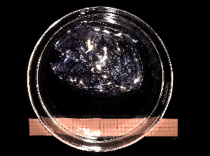  (Aequorea forskalea - NH1233)  @11 [ ] by-nc-sa (2022) Luis Martell University Museum of Bergen, Natural History Collections