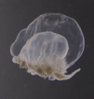  ( - NH1265)  @11 [ ] by-nc-sa (2022) Luis Martell University Museum of Bergen, Natural History Collections