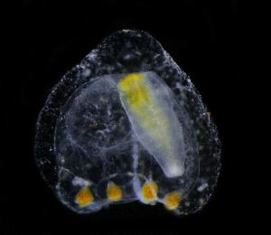  ( - NH1274)  @11 [ ] by-nc-sa (2022) Luis Martell University Museum of Bergen, Natural History Collections