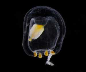  ( - NH1276)  @11 [ ] by-nc-sa (2022) Luis Martell University Museum of Bergen, Natural History Collections