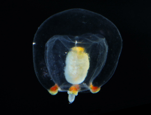  ( - NH1283)  @11 [ ] by-nc-sa (2022) Luis Martell University Museum of Bergen, Natural History Collections