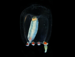  ( - NH1319)  @11 [ ] by-nc-sa (2022) Luis Martell University Museum of Bergen, Natural History Collections