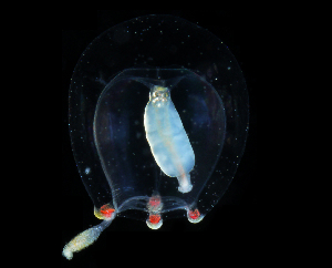  ( - NH1339)  @11 [ ] by-nc-sa (2022) Luis Martell University Museum of Bergen, Natural History Collections