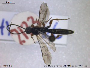  ( - HYM006)  @11 [ ] CreativeCommons - Attribution Share-Alike (2019) NTNU University Museum, Department of Natural History NTNU University Museum, Department of Natural History